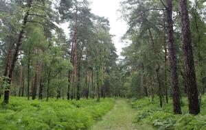 Sortie Ermenonville (la bonne résolution de l'année, sûrement la dernière 🤭) Finalement c'est a Varreddes 🙃